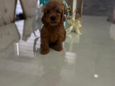 Goldendoodle prelepi štenci