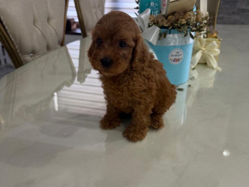 Goldendoodle prelepi štenci