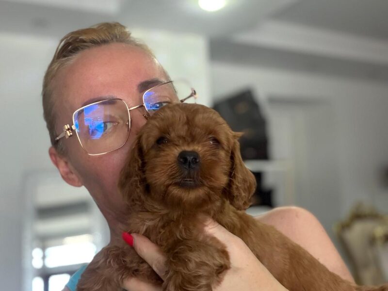 Goldendoodle prelepi štenci