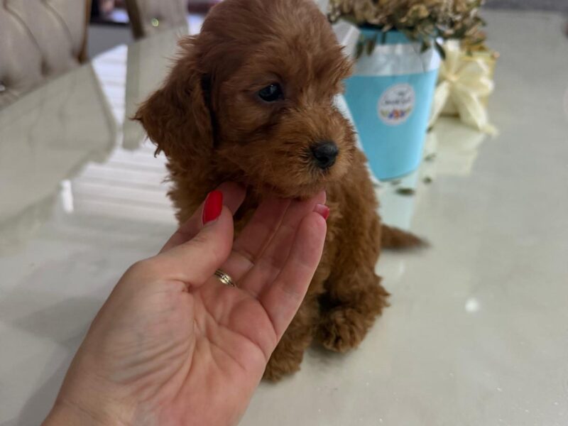 Goldendoodle prelepi štenci