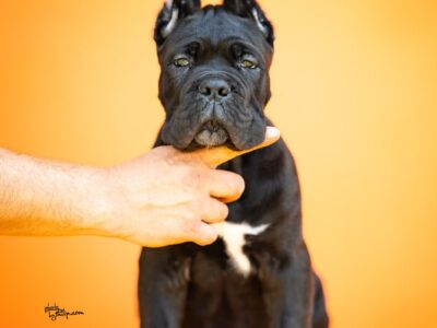 Cane Corso prelepi štenci