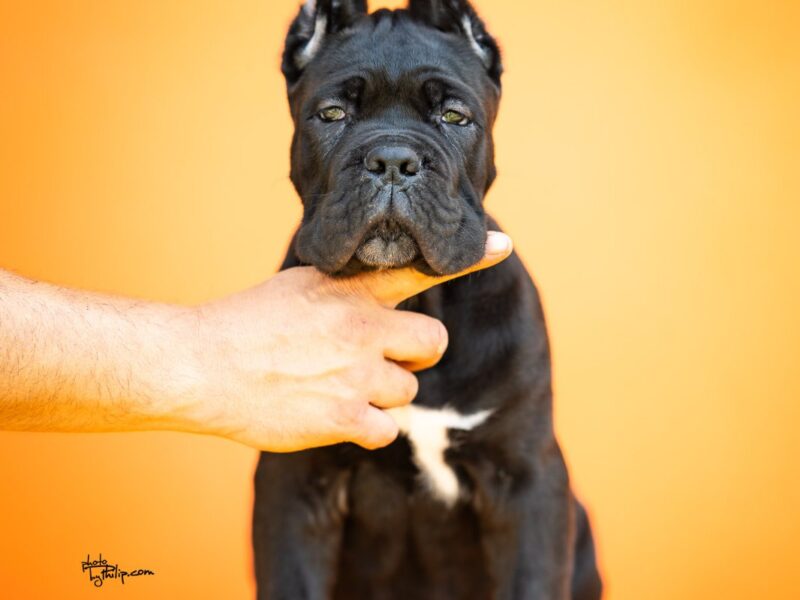 Cane Corso prelepi štenci
