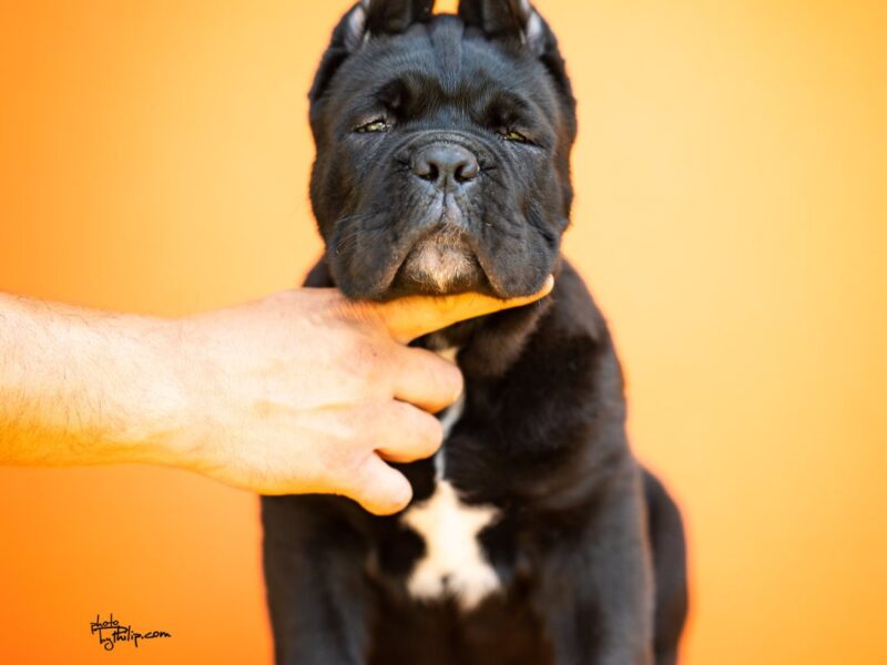 Cane Corso prelepi štenci