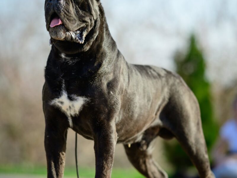 Cane Corso prelepi štenci