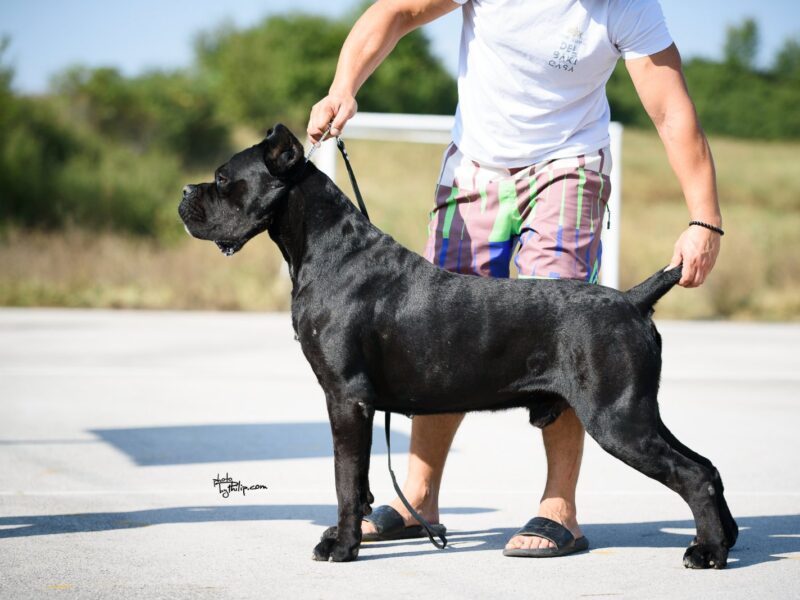 Cane Corso prelepi štenci