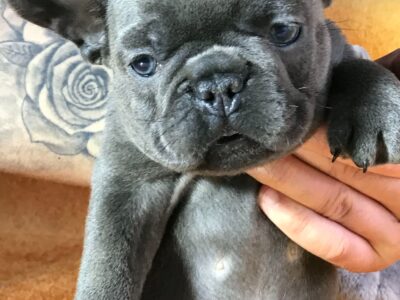 Egzoticni Francuski Buldog stenci