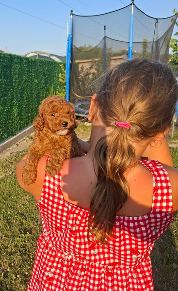 Labrador retriver štenci, prelepi