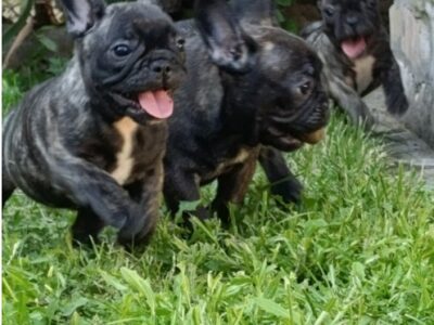 Francuski buldog