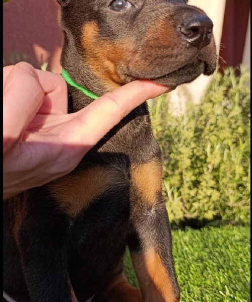 Doberman
