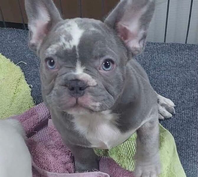 Egzoticni Francuski Buldog stenci