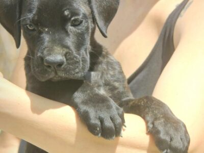 Cane Corso štenci