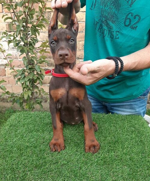 Doberman