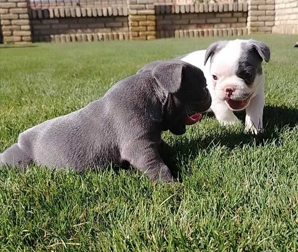 Francuski buldog