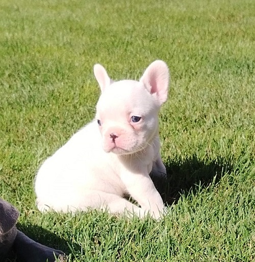 Francuski buldog