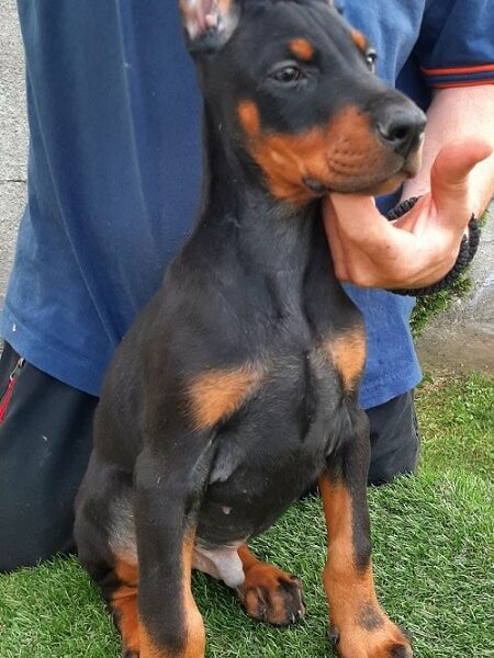 Doberman