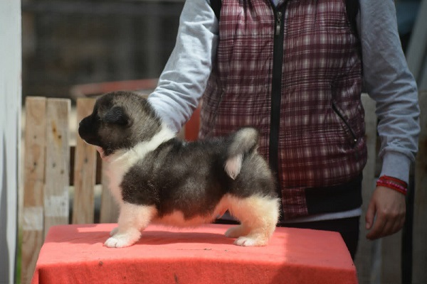 Američka akita, štenad