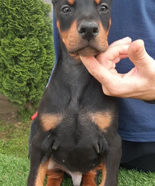 Doberman