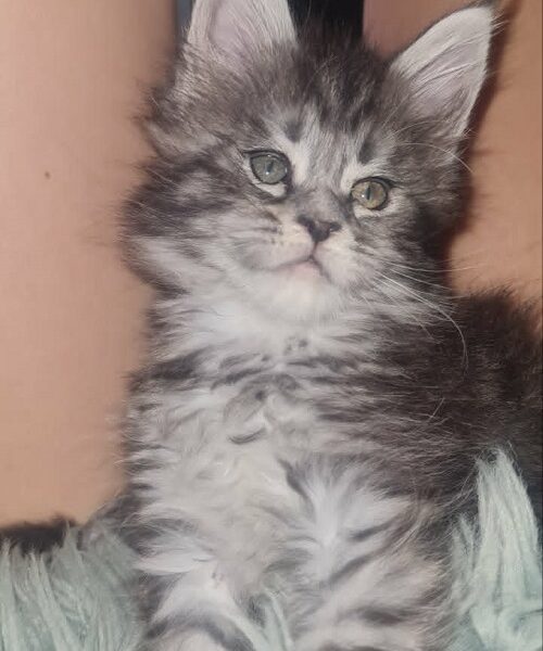 Maine Coon mačići