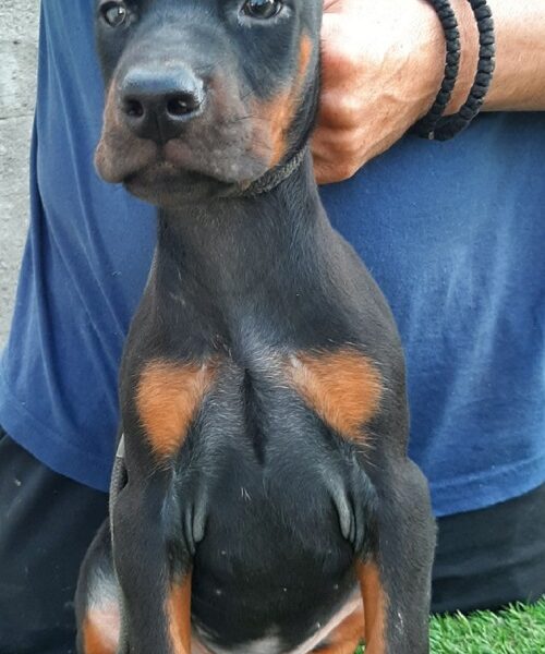 Doberman