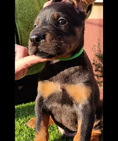 Doberman