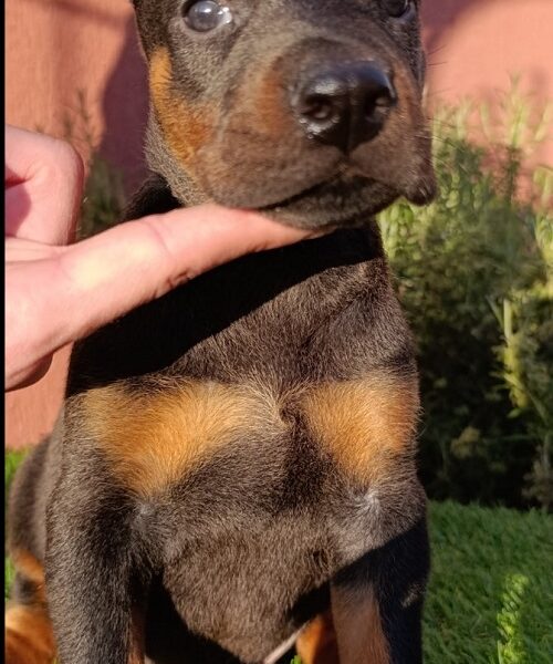 Doberman