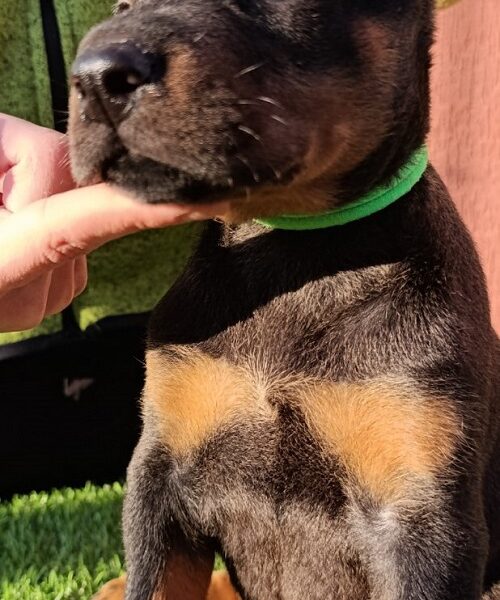 Doberman