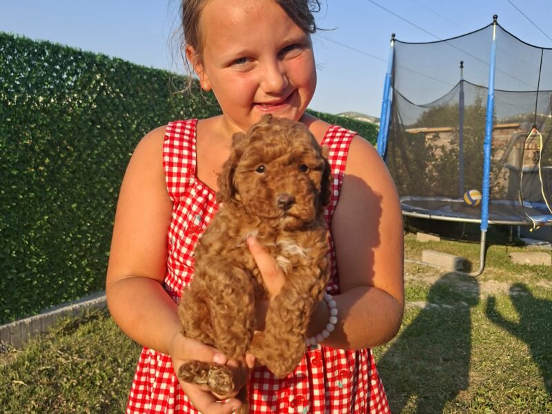 Labrador retriver štenci, prelepi