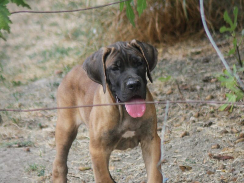 Cane Corso štenci