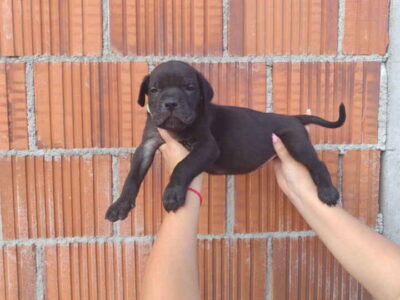 Cane Corso štenci šampionskog porekla!