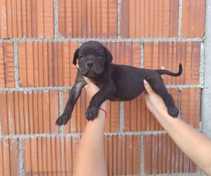 Cane Corso štenci šampionskog porekla!