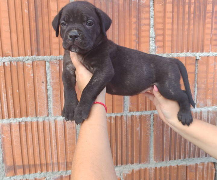 Cane Corso štenci šampionskog porekla!