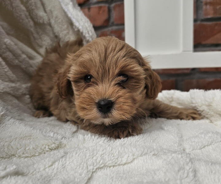 Maltipoo stenci spremni su za preuzimanje