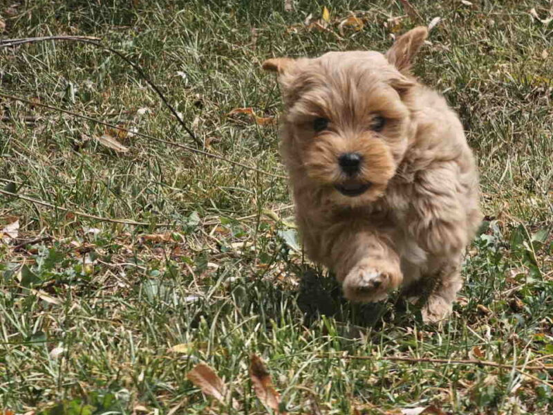 Maltipoo stenci spremni su za preuzimanje