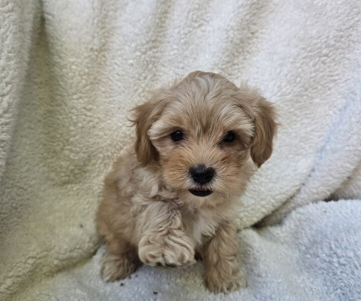 Maltipoo stenci spremni su za preuzimanje
