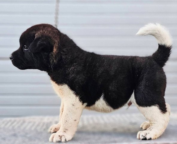 Američka Akita, TOP štenci