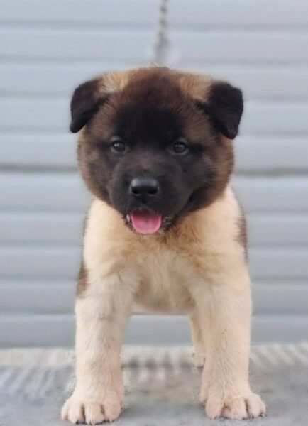 Američka Akita štenci