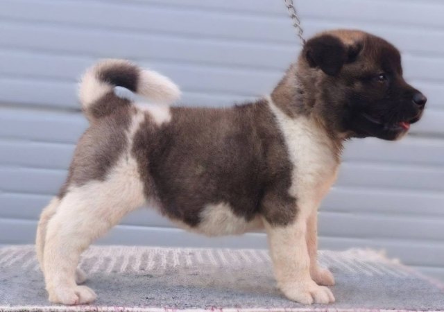 Američka Akita, TOP štenci