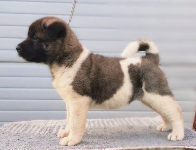 Američka Akita, TOP štenci