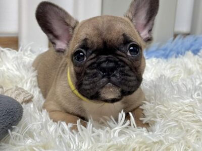 Francuski Buldog prelepi štenci