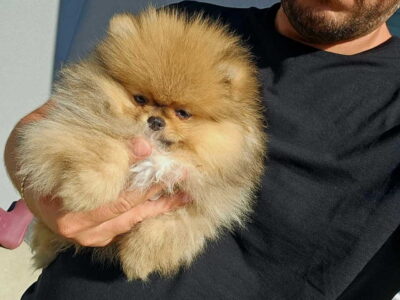 Najlepsi Pomeranci Boo samo u Pom_Hash_Starsu