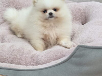 Teddy bear pomeranci, dve sestre
