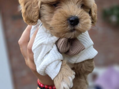 Maltipoo bebe
