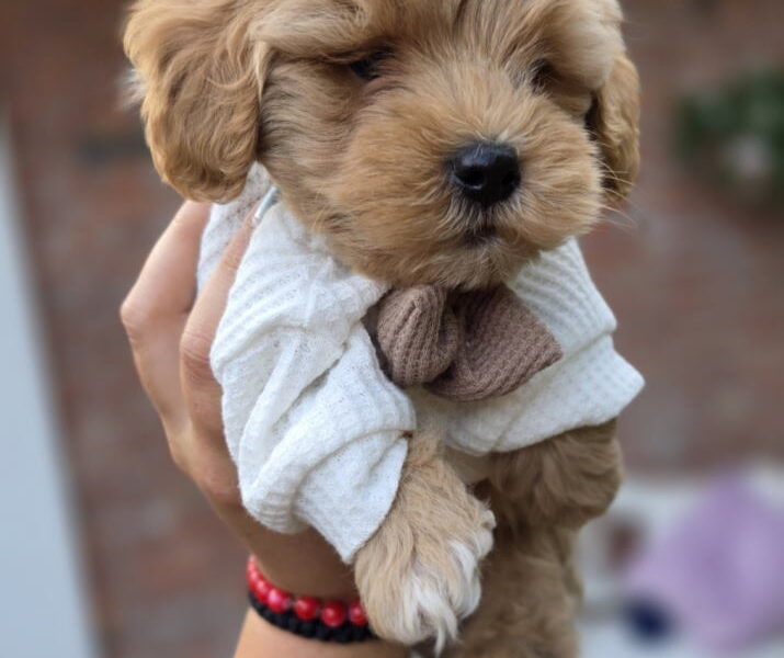 Maltipoo bebe