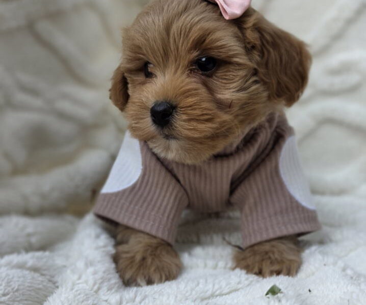 Maltipoo bebe