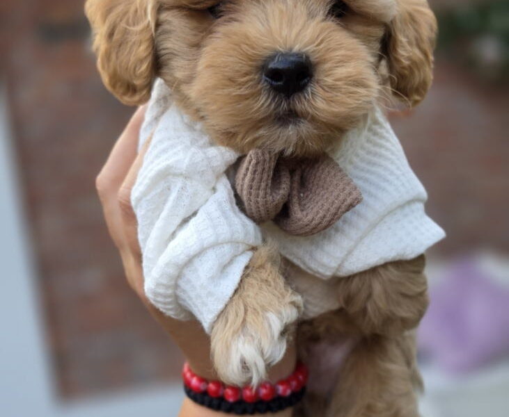 Maltipoo bebe