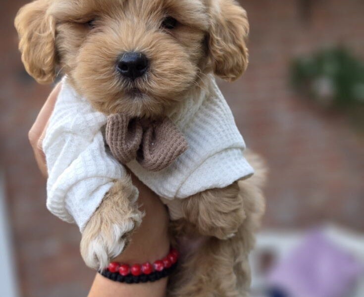 Maltipoo bebe