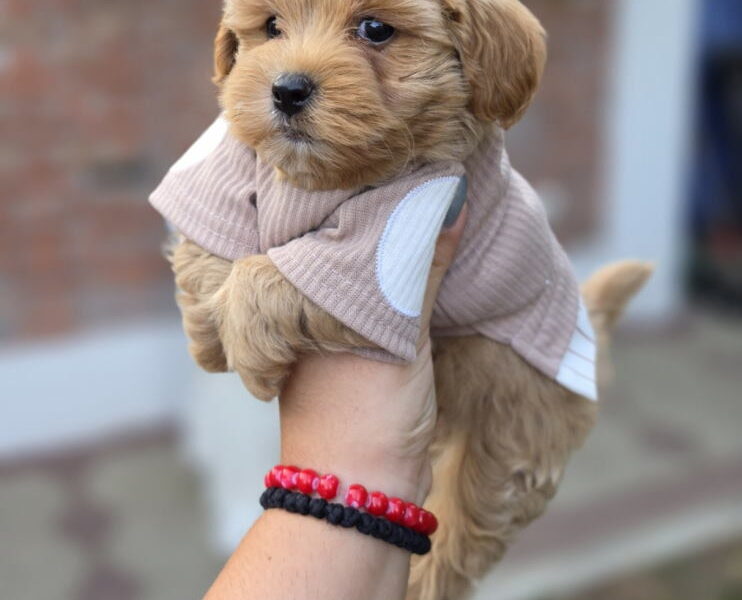 Maltipoo bebe