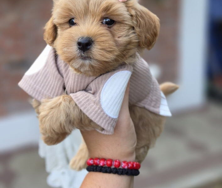 Maltipoo bebe