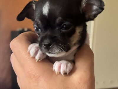 Čivava štene prelepa Civava Chihuahua apple head