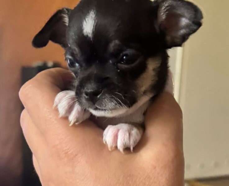 Čivava štene prelepa Civava Chihuahua apple head